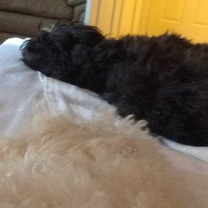 Meet your Posher, Lynette